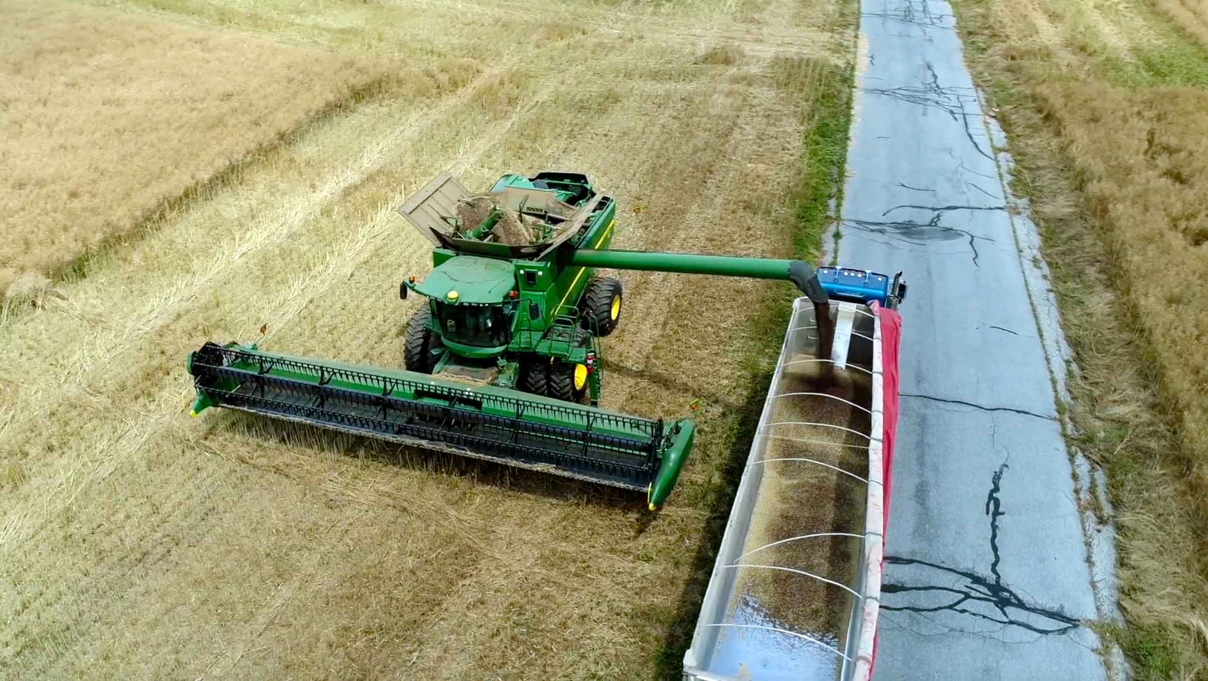 Green combine harvester harvesting High Erucic Acid Rapeseed.