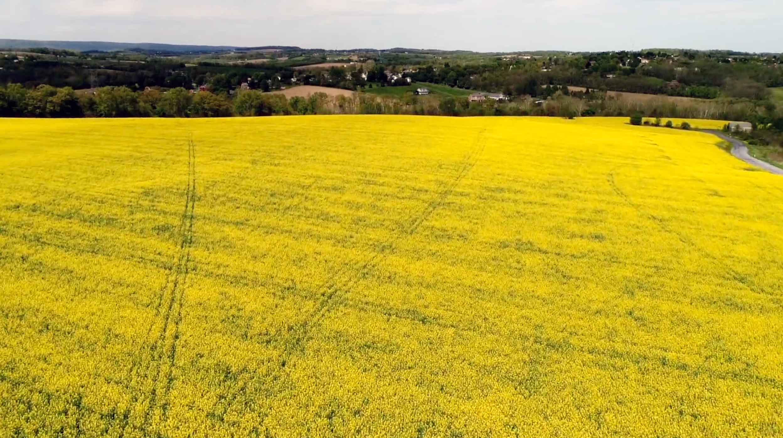 Field of High Erucic Acid Rapeseed (HEAR).