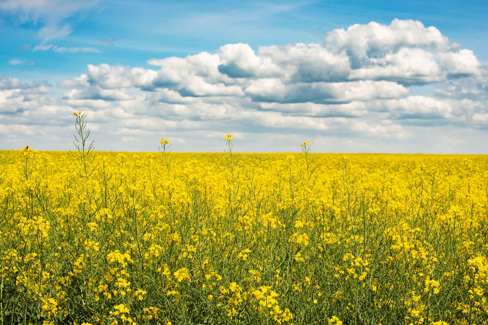 Field of Canola under blue cloudy sky