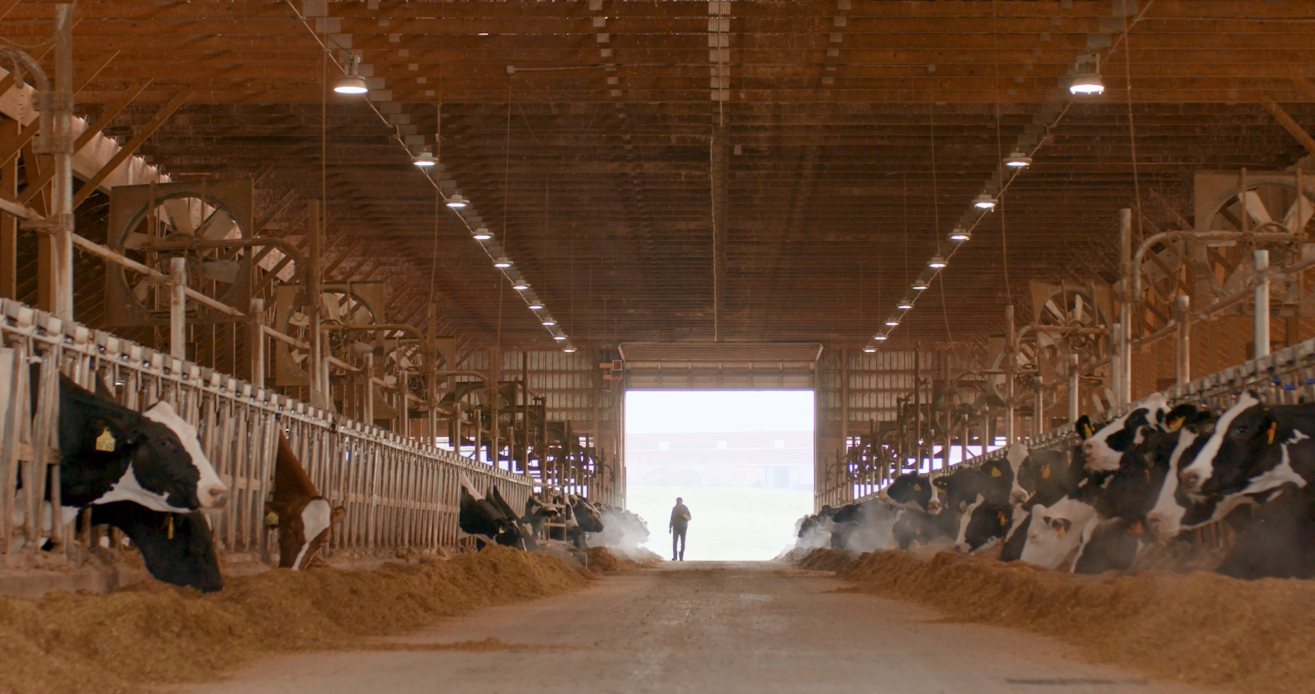 Wide shot of cows eating.